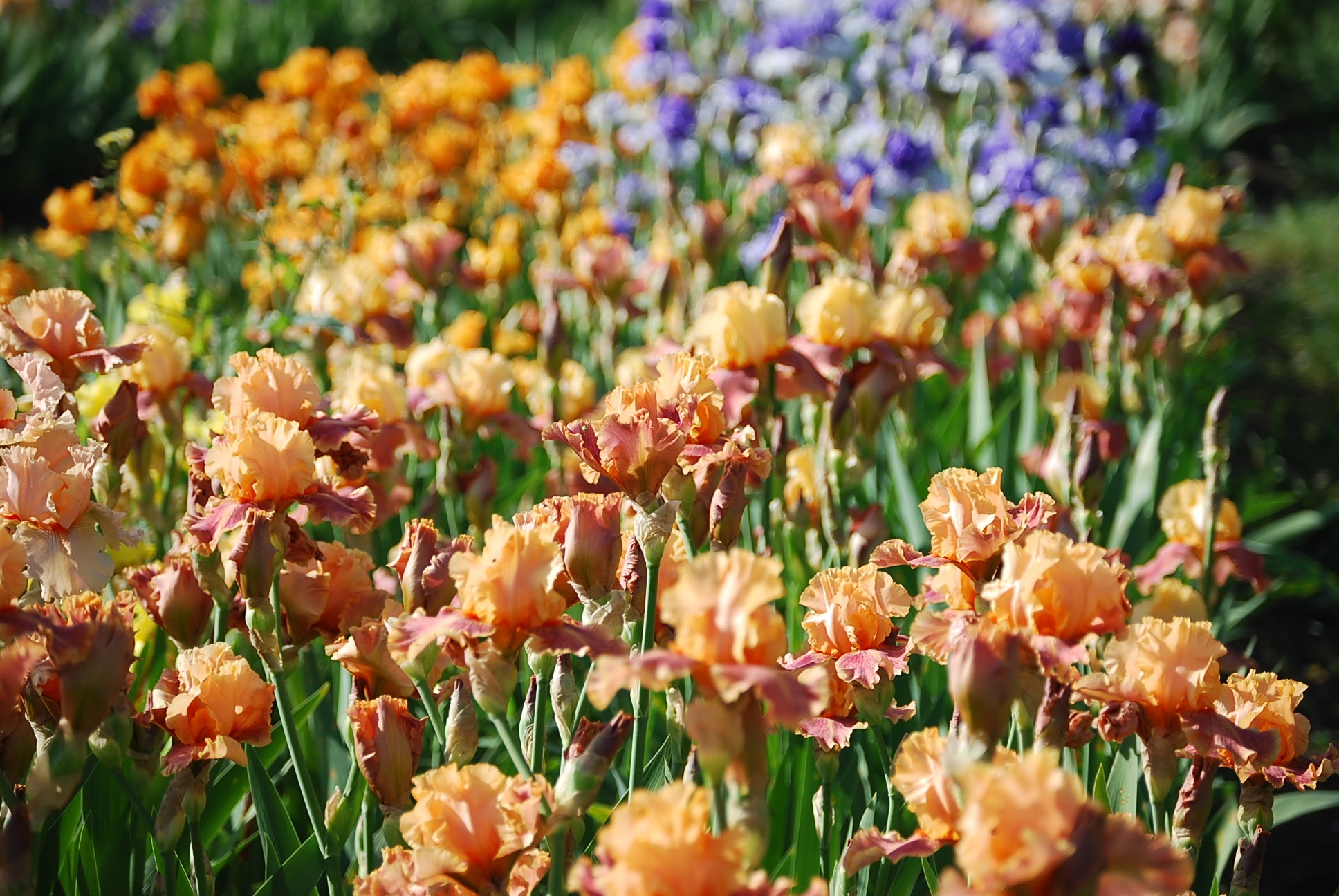 Vibrant orange and peach iris blooms in a summer field
