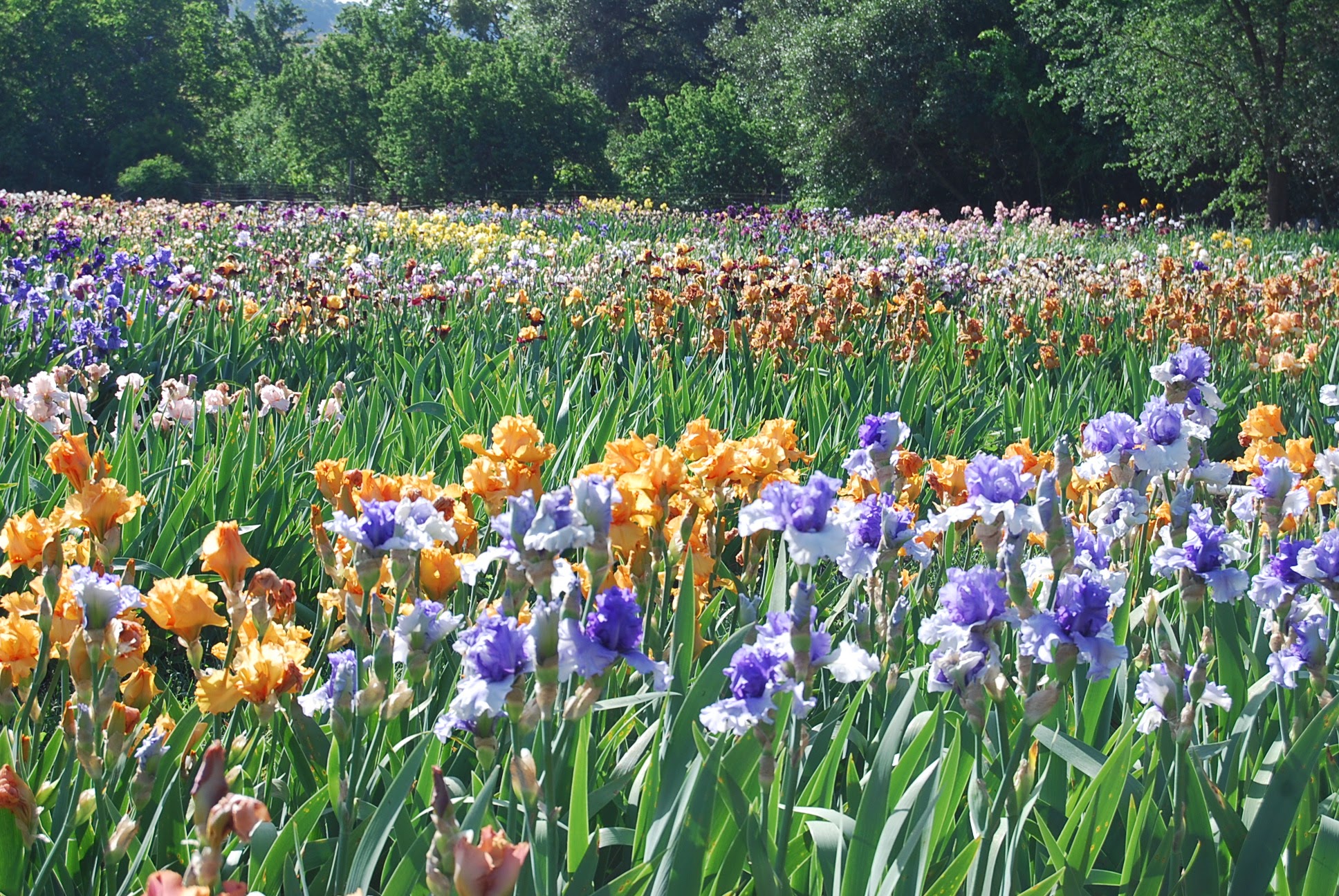 Wide field of colorful iris varieties in full bloom